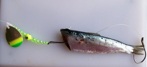 Hook Spacing w/ herring & prawn rigs